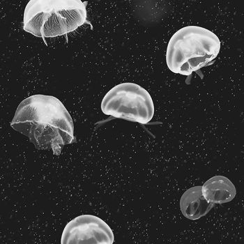 ESSENTIA 150/50 JELLYFISH BLACK