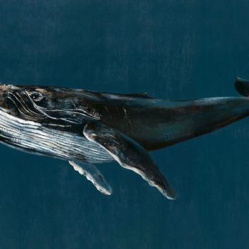 NATURAE HUMPBACK WHALE BLUE/NAVY