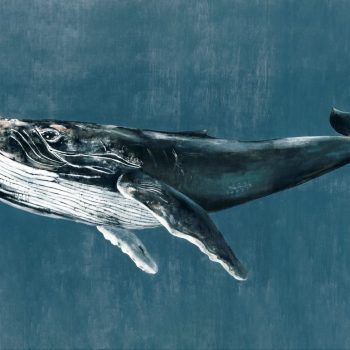 NATURAE HUMPBACK WHALE BLUE/NAVY