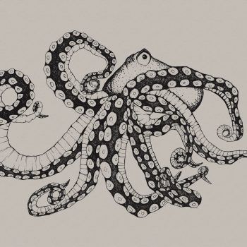 Mural de Papel Pintado Naturae Octopus X Ray White/Grey